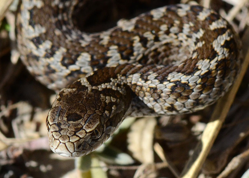 Una piccola Vipera ursinii